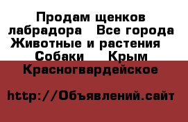 Продам щенков лабрадора - Все города Животные и растения » Собаки   . Крым,Красногвардейское